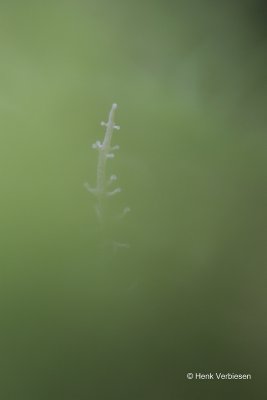 Dendrocollybia racemosa - Vertakte Collybia 3.JPG