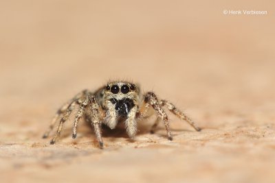 Spiders - Mites - Ticks