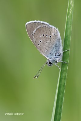 Cyaniris semiargus - Klaverblauwtje 2.JPG