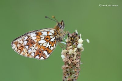 Boloria selene - Zilveren Maan 1.JPG