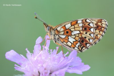 Boloria selene - Zilveren Maan 2.JPG