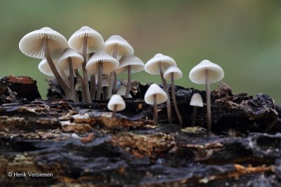 Mycena arcangeliana - Bundelmycena 3.JPG