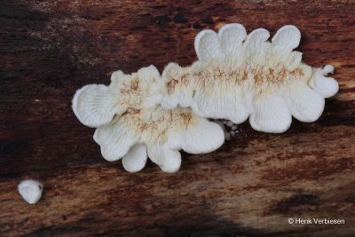 Plicaturopsis crispa - Plooivlieswaaiertje 6.JPG