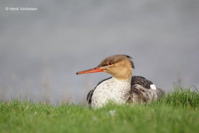 Mergus serrator - Middelste Zaagbek 2.JPG