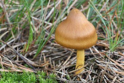 Cortinarius semisanguineus - Pagemantel.JPG