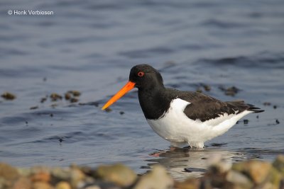 Haematopus ostralegus - Scholekster 1.JPG