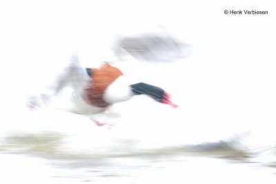 Tadorna tadorna - Bergeend 3.JPG