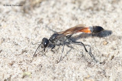 Sphecidae