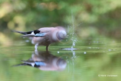 Garrulus glandarius - Gaai .JPG