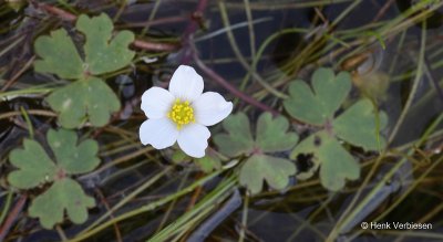 Ranunculus ololeucos - Witte Waterranonkel.JPG