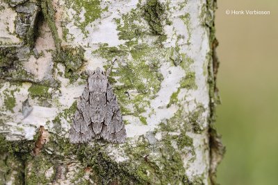 Acronicta psi/tridens - Psi-uil/Drietand 1.JPG