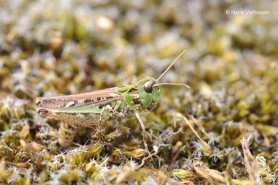 Myrmeleotettix maculatus - Knopsprietje 2.JPG