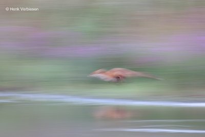 Vulpes vulpes - Vos 5.JPG