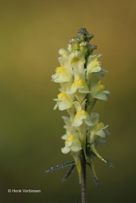 Linaria vulgaris - Vlasbekje 1.JPG
