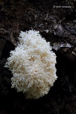 Hericium coralloides - Kammetjesstekelzwam 2.JPG