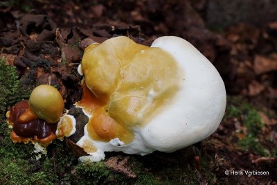 Ganoderma resinaceum - Harslakzwam 2.JPG