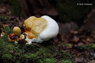 Ganoderma resinaceum - Harslakzwam 1.JPG