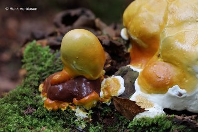 Ganoderma resinaceum - Harslakzwam 3.JPG