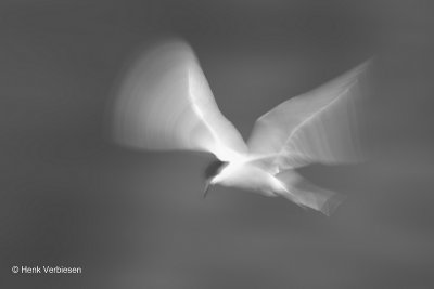 g9/20/1153920/3/164180965.pzFZqiZc.jpg