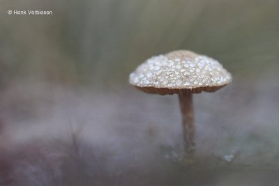 Inocybe lacera - Zandpadvezelkop 2.JPG