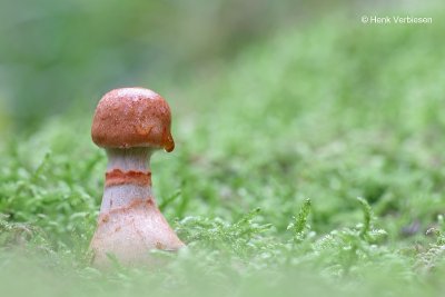 Cortinarius armillatus - Armbandgordijnzwam 1.JPG