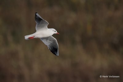 Chroicocephalus ridibundus - Kokmeeuw 3.JPG