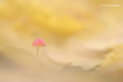 Mycena adonis - Adonismycena.JPG