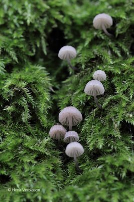 Mycena pseudocorticola - Blauwgrijze Schorsmycena 2.JPG