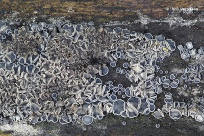 Dermateaceae