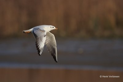 Chroicocephalus ridibundus - Kokmeeuw 1.JPG