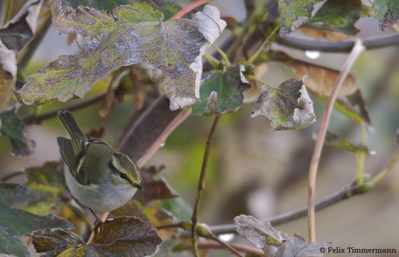 Palla's Leaf Warbler