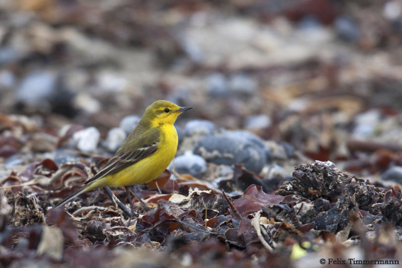Yellow-crowned Wagtail