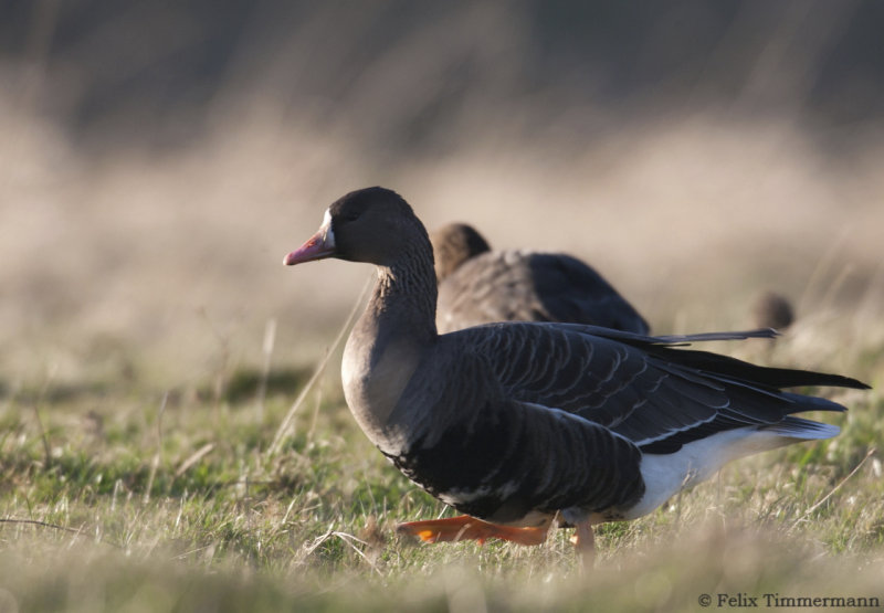 Greater white-fronted Goose