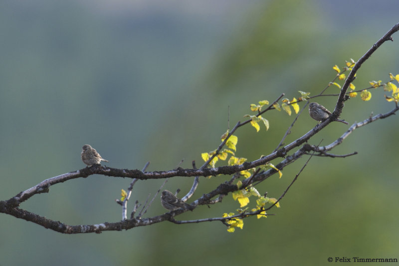 Redpoll