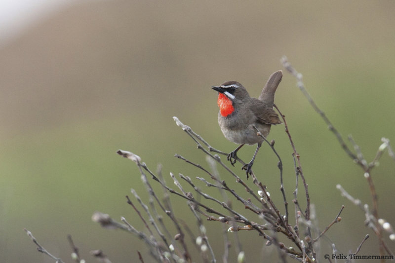 Siberian Rubythroat