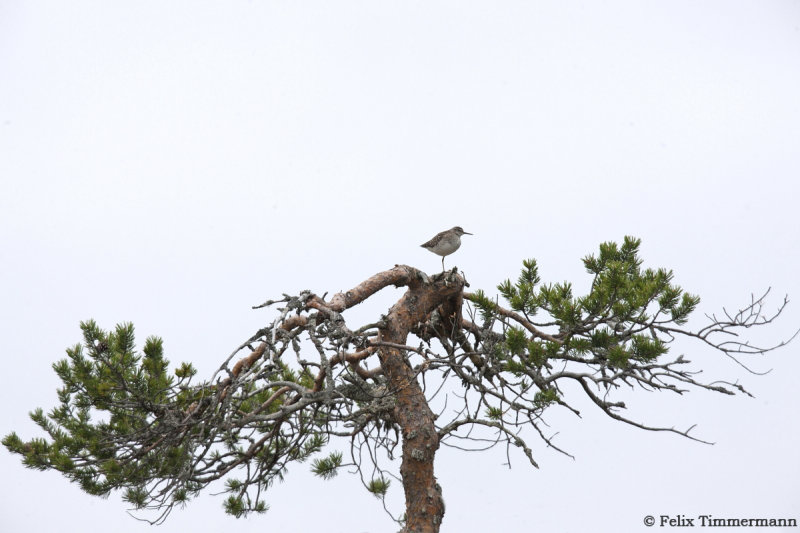 Common sight in northern Finland, Sandpiper on trees. 