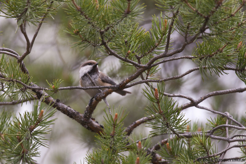 Siberian Tit