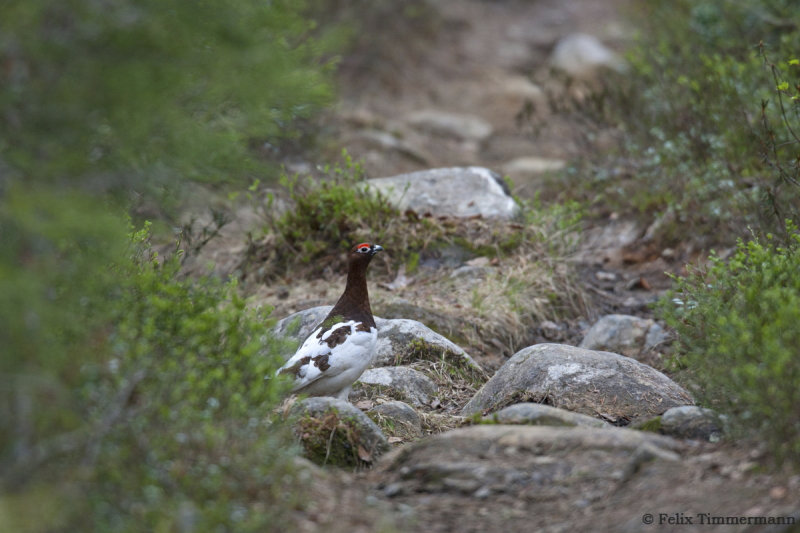 Willow Ptarmigan