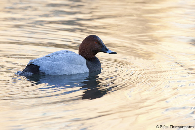 Common Pochard