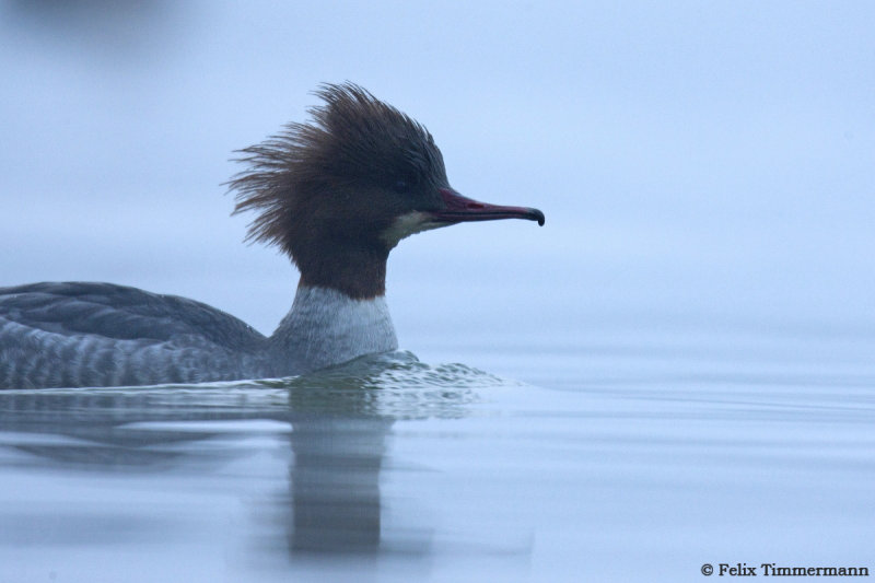 Merganser