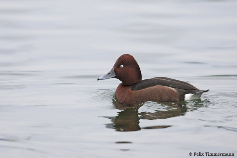 Ferruginous Duck