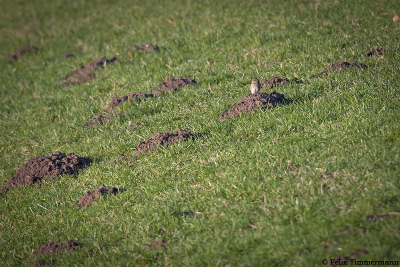 Pine Bunting