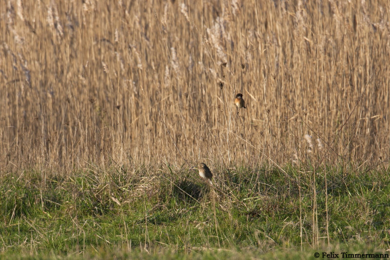 Pine Bunting accompanied by Stonechat.