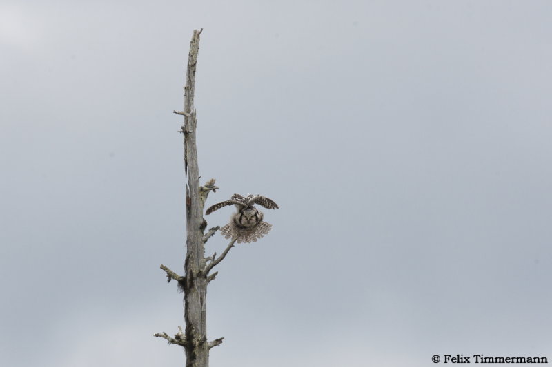 Hawk Owl