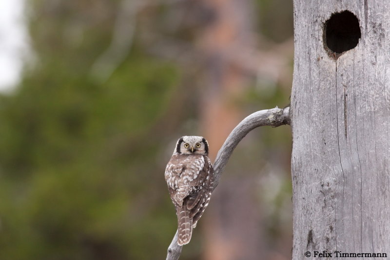Hawk Owl