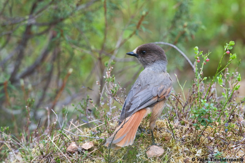 Siberian Jay