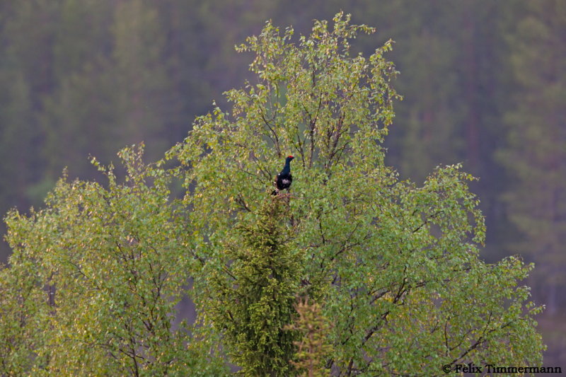 Black Grouse