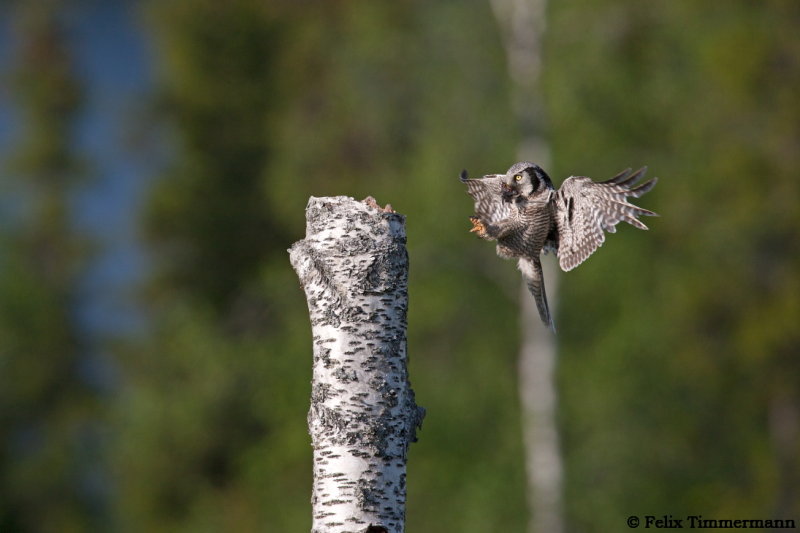 Hawk Owl