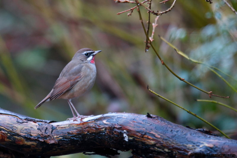 Siberian Rubythroat