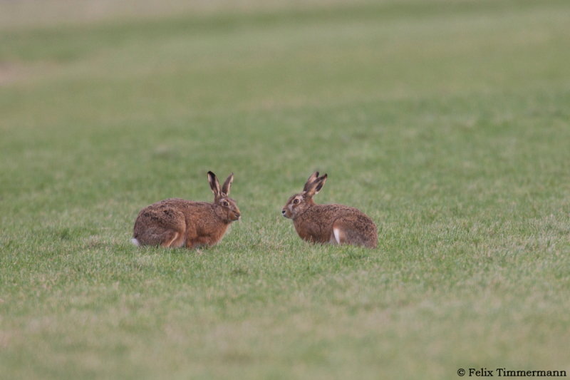Hares chatting ;)